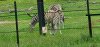 Tina 50 år - Tur til Knuthenborg Safaripark