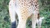 Tina 50 år - Tur til Knuthenborg Safaripark