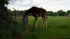 Tina 50 år - Tur til Knuthenborg Safaripark
