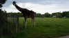 Tina 50 år - Tur til Knuthenborg Safaripark